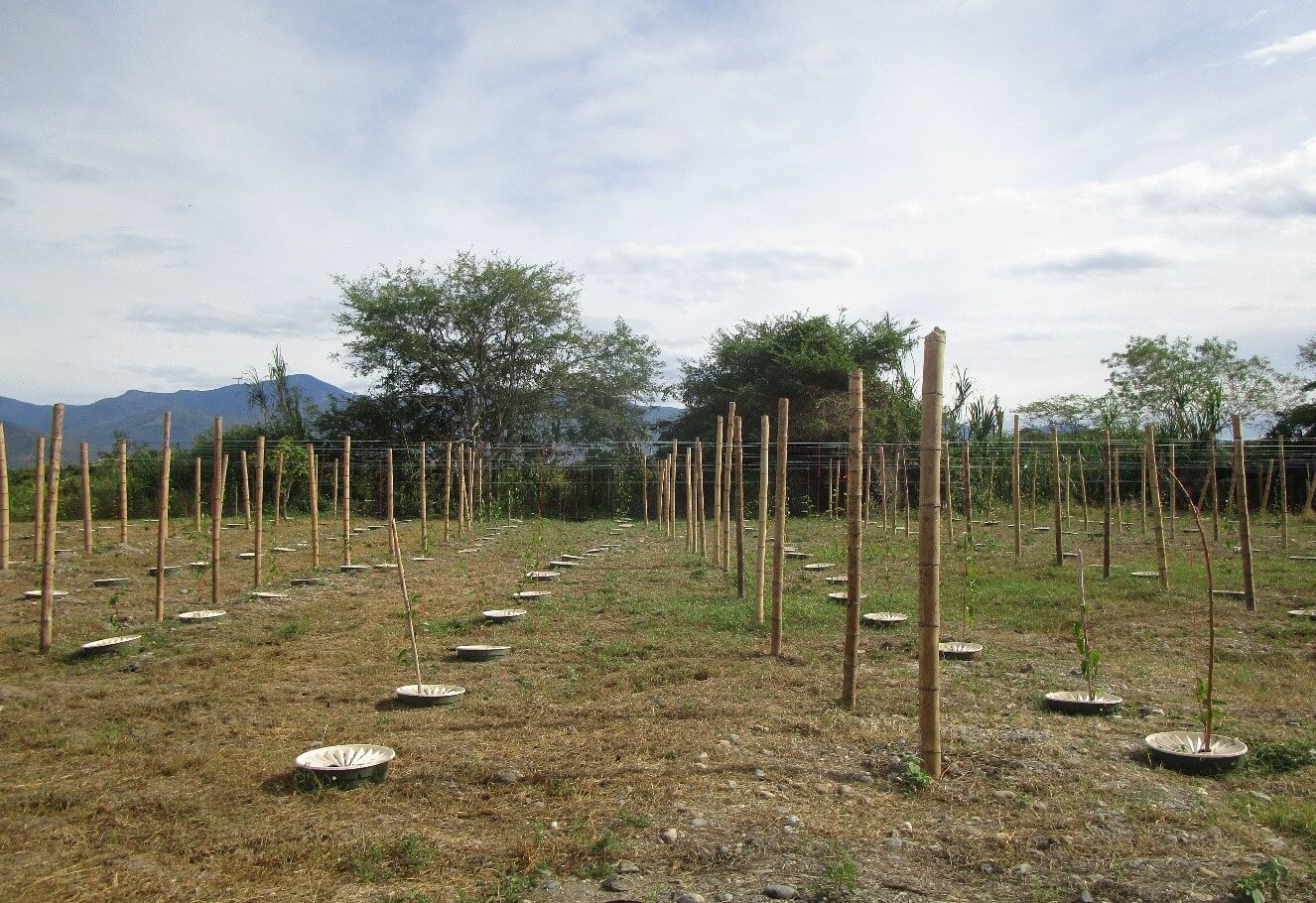 ASOPATIANOS Community